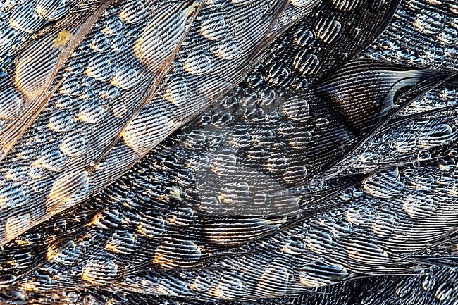 Dewdrops on the feathers of a dead Barnacle Goose. stock-image by Agami/Wil Leurs,