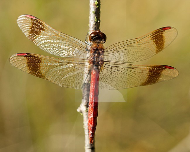 Mannetje Bandheidelibel, Male Sympetrum pedemontanum stock-image by Agami/Wil Leurs,