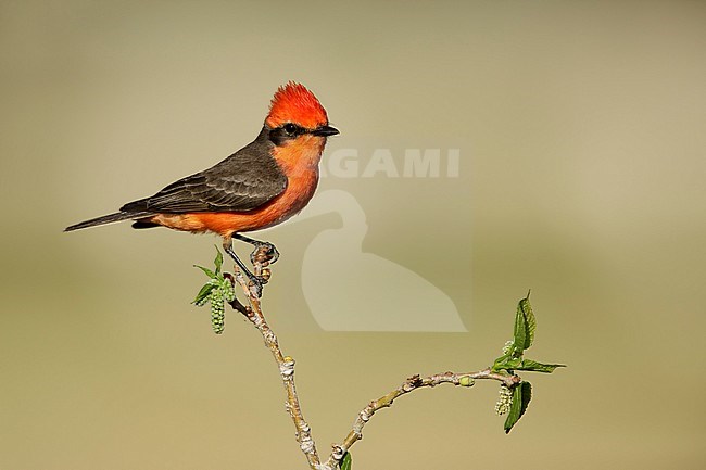 Adult male Vermilion Flycatcher, Pyrocephalus obscurus, in breeding plumage
Riverside County, California, USA. stock-image by Agami/Brian E Small,