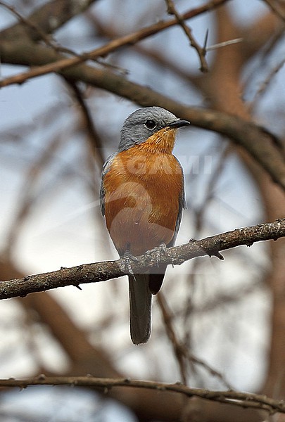 Silverbird (Empidornis semipartitus) adult perched on a branch stock-image by Agami/Andy & Gill Swash ,