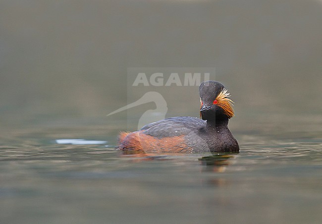 Black-necked Grebe adult summerplumage swimming, Geoorde Fuut volwassen zomerkleed zwemmend stock-image by Agami/Alain Ghignone,