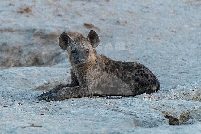 A spotted hyena cub, Crocuta crocuta, waiting for the mother outside the den. Khwai Concession, Okavango Delta, Botswana stock-image by Agami/Sergio Pitamitz,