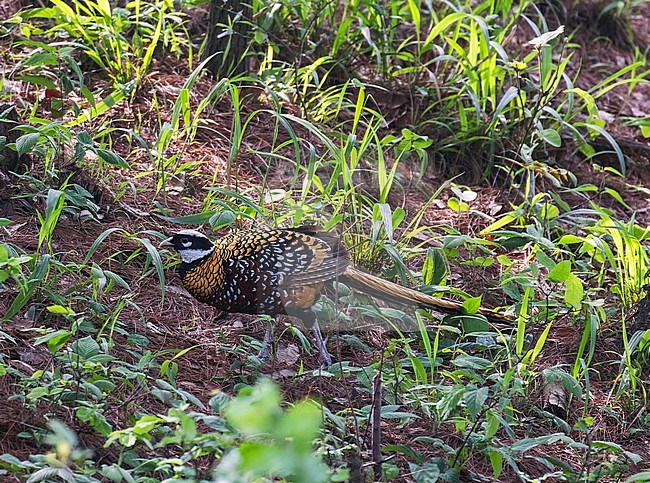 Reeves's pheasant (Syrmaticus reevesii) male in the forest stock-image by Agami/Pete Morris,