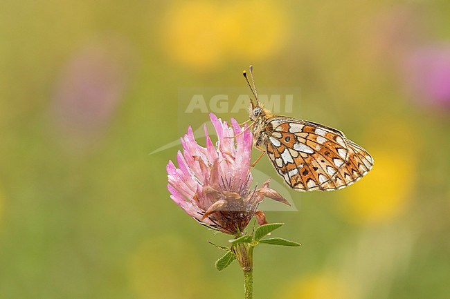 Zilveren maan; Small Pearl-bordered Fritillary; stock-image by Agami/Walter Soestbergen,