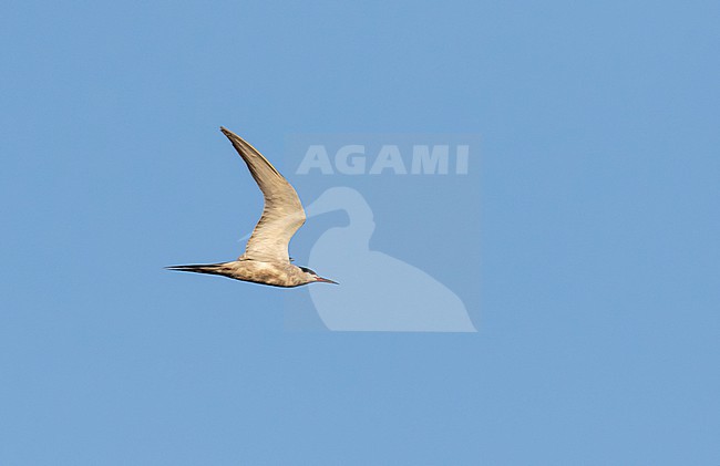 White-cheeked Tern (Sterna repressa) in Israel. stock-image by Agami/Yoav Perlman,