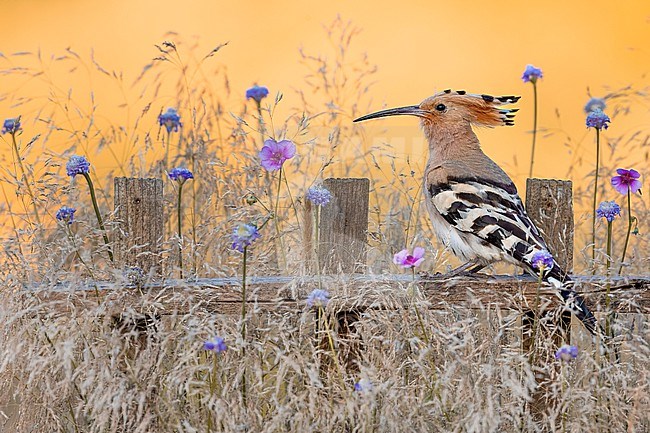 Eurasian Hoopoe (Upupa epops) in Italy. stock-image by Agami/Daniele Occhiato,