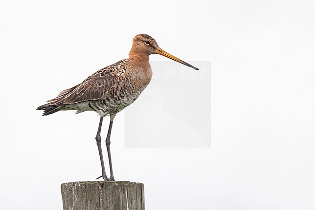 Black-tailed Godwit, Limosa limosa; standing on a pole stock-image by Agami/Hans Germeraad,