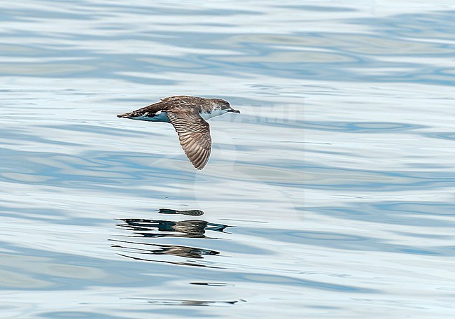 Little Shearwater (Puffinus assimilis) off New Zealand. stock-image by Agami/Dani Lopez-Velasco,