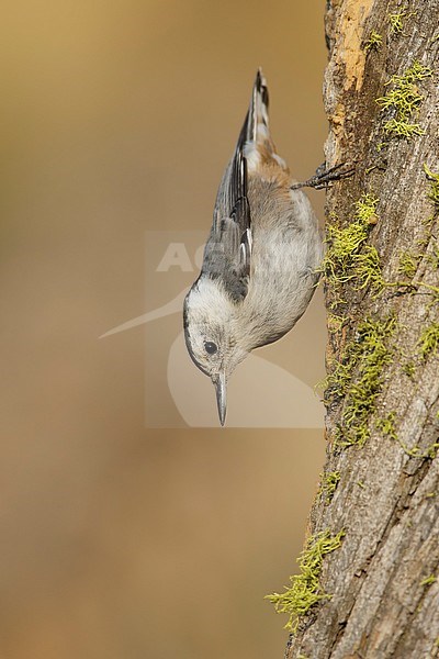 Adult female White-breasted Nuthatch
Lake Co., Oregon, USA
August 2015 stock-image by Agami/Brian E Small,