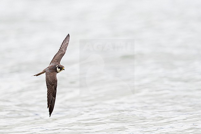 A second calendar year Eurasian Hobby (Falco subbuteo) hunting above the a lake in southern Bavaria. stock-image by Agami/Mathias Putze,