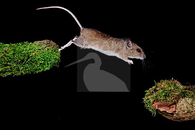 Springende Bosmuis, Wood Mouse jumping stock-image by Agami/Theo Douma,
