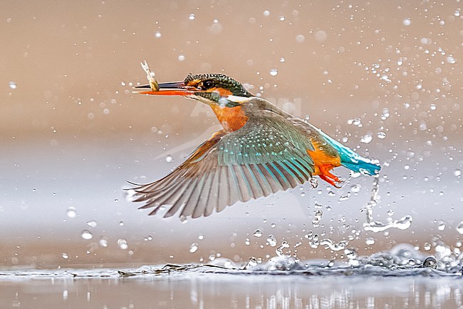 IJsvogel vangt een vis, Common Kingfisher catching a fish stock-image by Agami/Bence Mate,