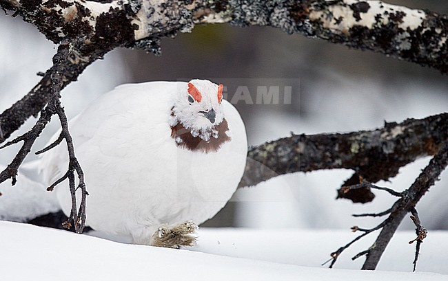 Moerassneeuwhoen in de sneeuw, Willow Ptarmigan in snow stock-image by Agami/Markus Varesvuo,
