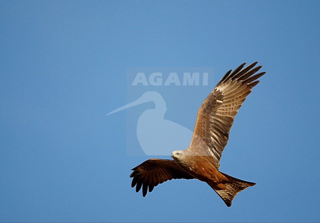 Volwassen Zwarte Wouw in de vlucht; Adult Black Kite in flight stock-image by Agami/Markus Varesvuo,