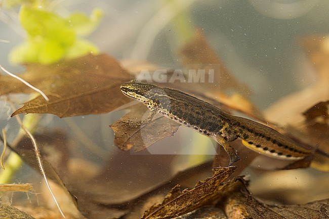 Lissotriton helveticus - Palmate Newt - Fadenmolch, Germany (Baden-Württemberg), imago, male stock-image by Agami/Ralph Martin,
