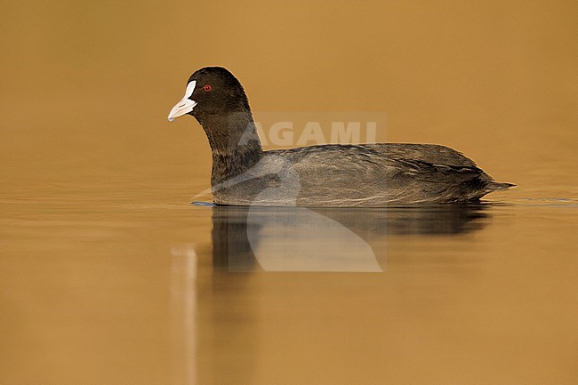 Eurasian Coot (Fulica atra), side view of an adult swimming, Campania, Italy stock-image by Agami/Saverio Gatto,