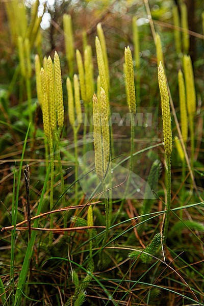Stag's-horn Clubmoss Lycopodium clavatum stock-image by Agami/Wil Leurs,