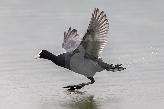Meerkoet rennend over het water; Eurasian Coot running over water stock-image by Agami/Daniele Occhiato,