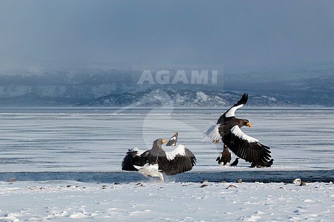Volwassen Steller-zeearenden, Adult Stellers Sea-eagles stock-image by Agami/Sergey Gorshkov,