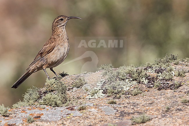Scale-throated Earthcreeper (Upucerthia dumetaria) Perched on a rock  in Argentina stock-image by Agami/Dubi Shapiro,