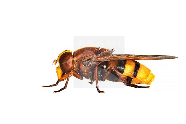 Hornet mimic hoverfly, Volucella zonaria stock-image by Agami/Wil Leurs,