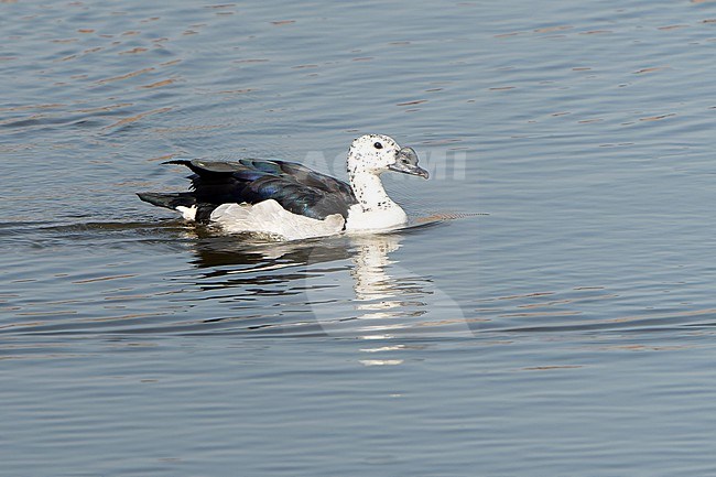 Knob-billed Duck, Sarkidiornis melanotos, in India. stock-image by Agami/Dani Lopez-Velasco,