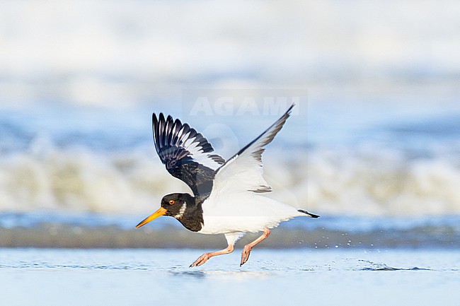  stock-image by Agami/Menno van Duijn,