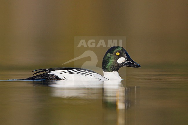 Common Goldeneye (Bucephala clangula) swimming in a lagoon in Victoria, BC, Canada. stock-image by Agami/Glenn Bartley,