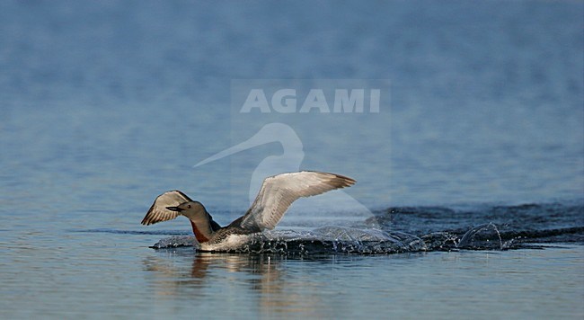 Landende Roodkeelduiker in zomerkleed ; Landing Red-throated Loon in summer plumage stock-image by Agami/Menno van Duijn,