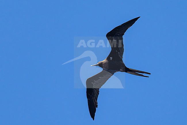 Adult female Ascension Frigatebird (Fregata aquila) in flight. stock-image by Agami/Yann Muzika,