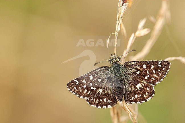 Male Grizzled Skippe stock-image by Agami/Wil Leurs,