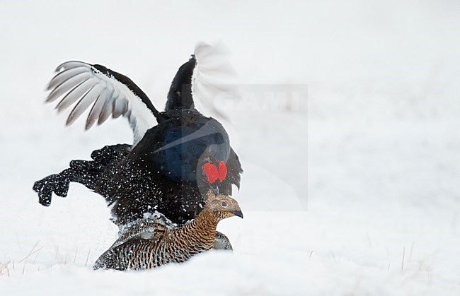 Parende Korhoenders, Black Grouses mating stock-image by Agami/Markus Varesvuo,