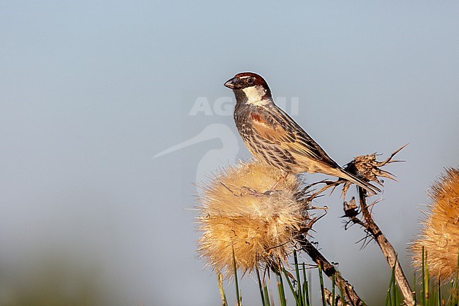 Spanish Sparrow in faded thistle flowers stock-image by Agami/Onno Wildschut,