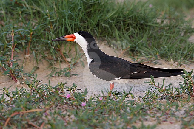 Adult Black Skimmer (Rynchops niger) standing on the beah
Galveston Co., Texas, USA stock-image by Agami/Brian E Small,