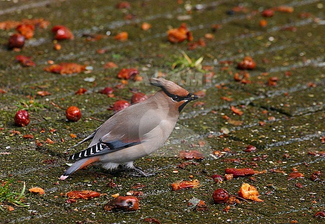 Adult male Japanese Waxwing (Bombycilla japonica) in The Netherlands. Considered as an escape, but flesh coloured tips do not exclude wild origin. stock-image by Agami/Edwin Winkel,