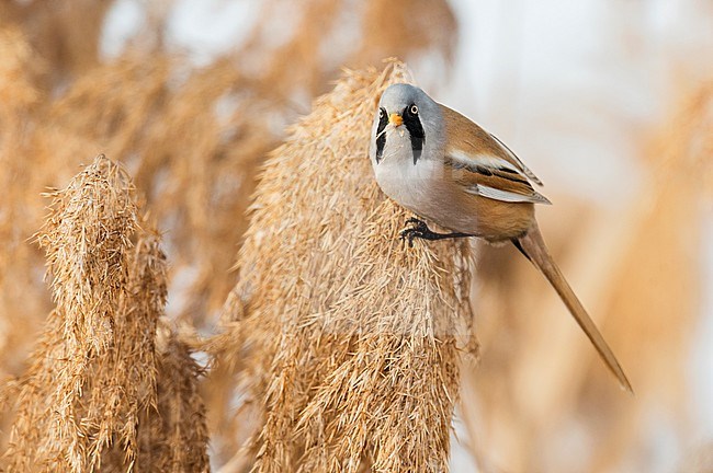 Male Bearded Reedling foraging in a reedbed. stock-image by Agami/Alain Ghignone,