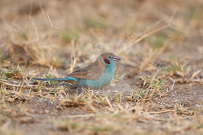 beautiful blue adult male red-cheeked cordon-bleu or red-cheeked cordonbleu (Uraeginthus bengalus) perching on ground, found at Bishangari in Ethiopia stock-image by Agami/Mathias Putze,