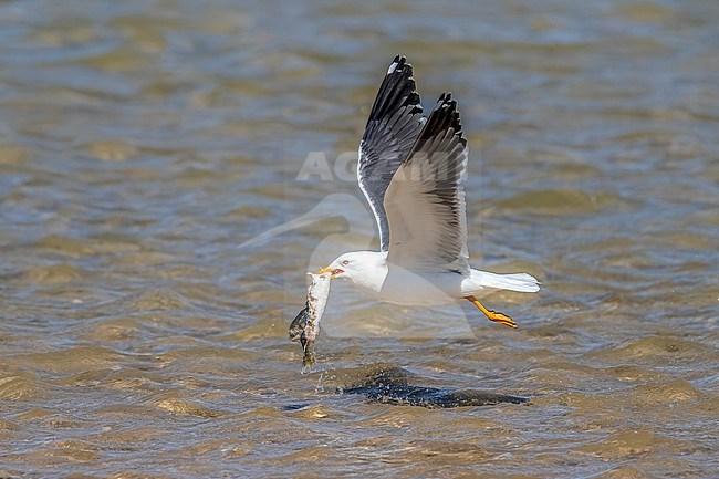 Adult Lesser Black-backed Gull, Larus ( fuscus ) graellsii flying and trying to swallow a fish in Nouadhibou, Mauritania. stock-image by Agami/Vincent Legrand,