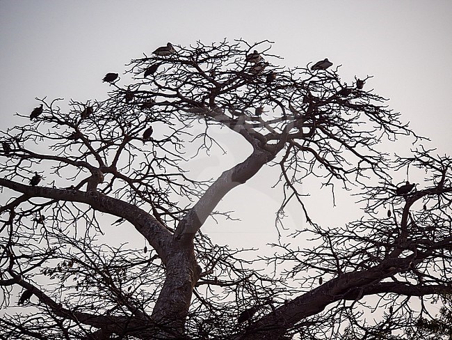 Typical landscape in the Gambia. Lone tree full of birds. stock-image by Agami/Hans Germeraad,
