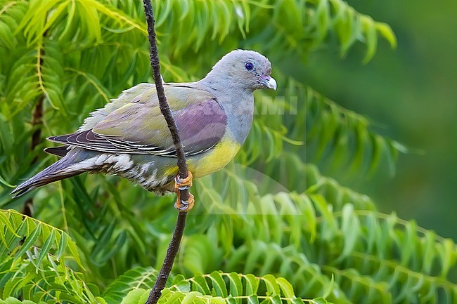Bruce's Green Pigeon (Treron waalia) perched on a branch in a rainforest in Ghana. Also known as the yellow-bellied fruit pigeon. stock-image by Agami/Dubi Shapiro,