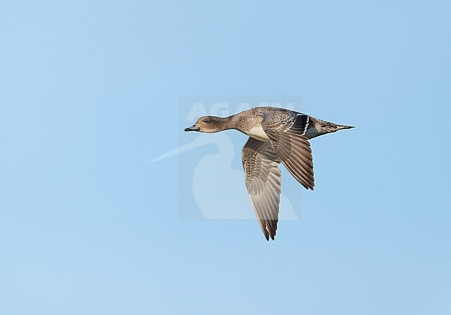 Female Eurasian Wigeon (Mareca penelope) on migration, flying against blue sky. Bird in sideview showing upperwing stock-image by Agami/Ran Schols,