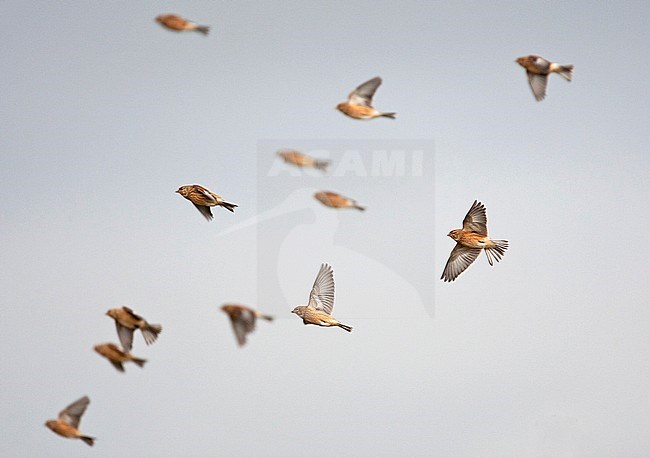 Flying flock of Linnet (Linaria cannabina) in the Netherlands. stock-image by Agami/Harvey van Diek,