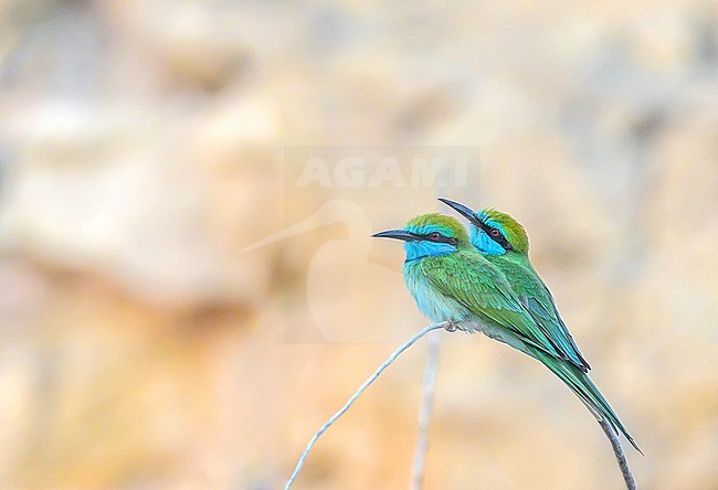 Arabian Green Bee-eater, Merops cyanophrys, in Oman. Pair perched together. stock-image by Agami/Sylvain Reyt,