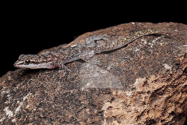 San Cristóbal Leaf-toed Gecko (Phyllodactylus leei) taken the 01/11/2025 at San Cristóbal - Galapagos. stock-image by Agami/Nicolas Bastide,
