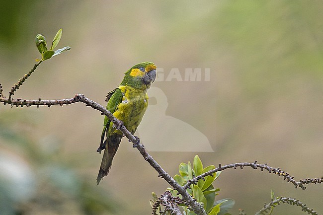 Yellow-eared Parrot (Ognorhynchus icterotis) in Colombia. stock-image by Agami/Pete Morris,