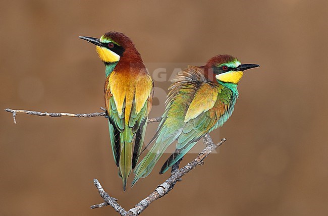 European Bee-eater, Merops apiaster, in France. Perched on a branch. stock-image by Agami/Aurélien Audevard,