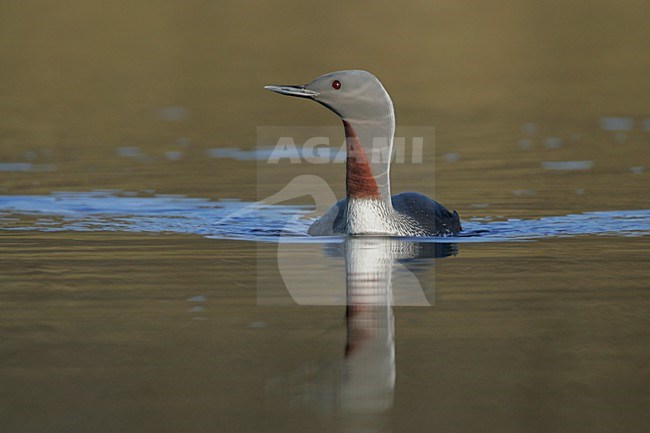Zwemmende Roodkeelduiker vleugels gespreid; Swimming Red-throated Loon wings spread stock-image by Agami/Menno van Duijn,