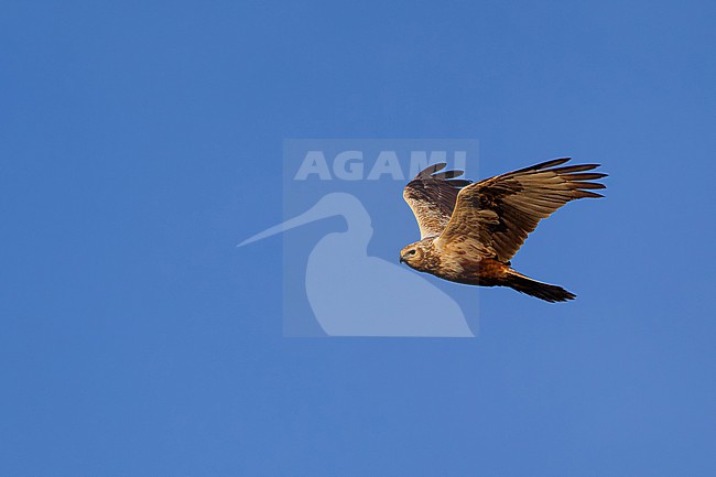 second calendar year or immature female eastern marsh harrier (circus spilonotus) in flight, found in eastern Mongolia in Dornod Aimag stock-image by Agami/Mathias Putze,