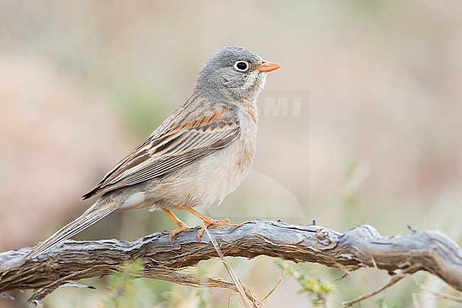 Grey-necked Bunting - Steinortolan - Emberiza buchanani, Kyrgyzstan, adult male stock-image by Agami/Ralph Martin,