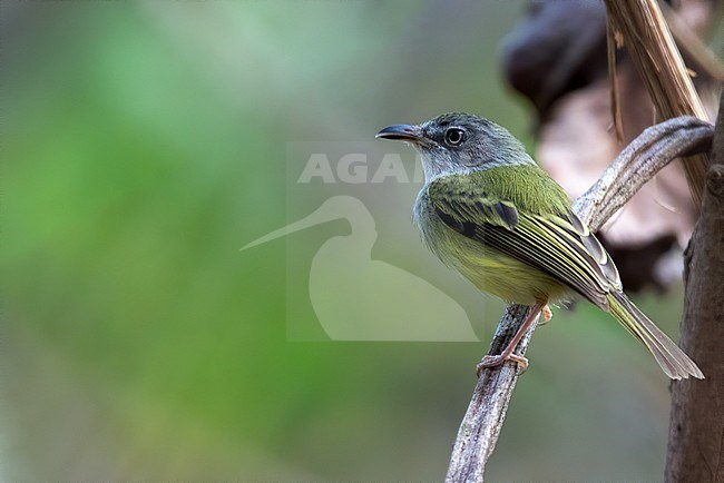 Northern Bentbill (Oncostoma cinereigulare) perched on a branch in a rainforest in Guatemala. stock-image by Agami/Dubi Shapiro,